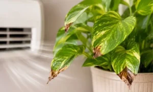 エアコンの風と乾燥でポトスの葉先がパリパリに枯れた状態｜室内乾燥による症状例