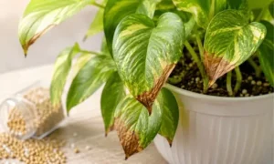 肥料の与えすぎでポトスの葉先が茶色く変色した状態｜肥料焼けによる葉傷みの症状例