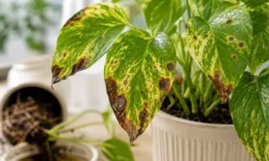 ポトスの葉に茶色いシミと黒い斑点が出た状態｜病気や根腐れが疑われる症状例