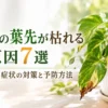 ポトスの葉先が茶色く枯れる原因と対策を解説するアイキャッチ画像｜葉焼け・根腐れ・乾燥の見分け方