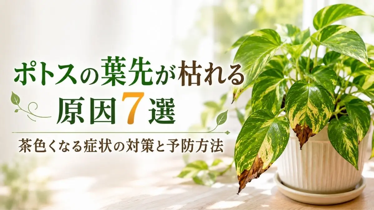 ポトスの葉先が茶色く枯れる原因と対策を解説するアイキャッチ画像｜葉焼け・根腐れ・乾燥の見分け方