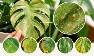 モンステラの葉が白っぽくなる原因として疑われるハダニ被害の症状を比較した画像