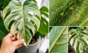 モンステラの葉が白っぽくなるハダニ被害の症状と葉裏の様子を比較した画像