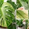 モンステラの葉が白っぽくなるハダニ被害の見分け方と駆除・再発防止の管理方法をまとめた画像