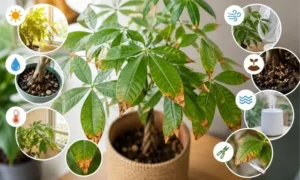 パキラの葉先が茶色くなる原因と、水やり・乾燥・根詰まり・温度変化などの対策をまとめた画像