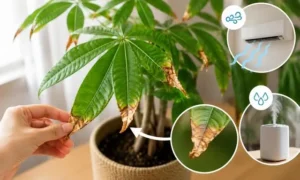 パキラの葉先がパリパリに茶色くなる原因として、空気の乾燥やエアコンの風によるダメージを解説した画像