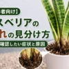 サンスベリアの根腐れ症状を解説したアイキャッチ画像｜黒い根元や枯れる前のサインを確認している様子