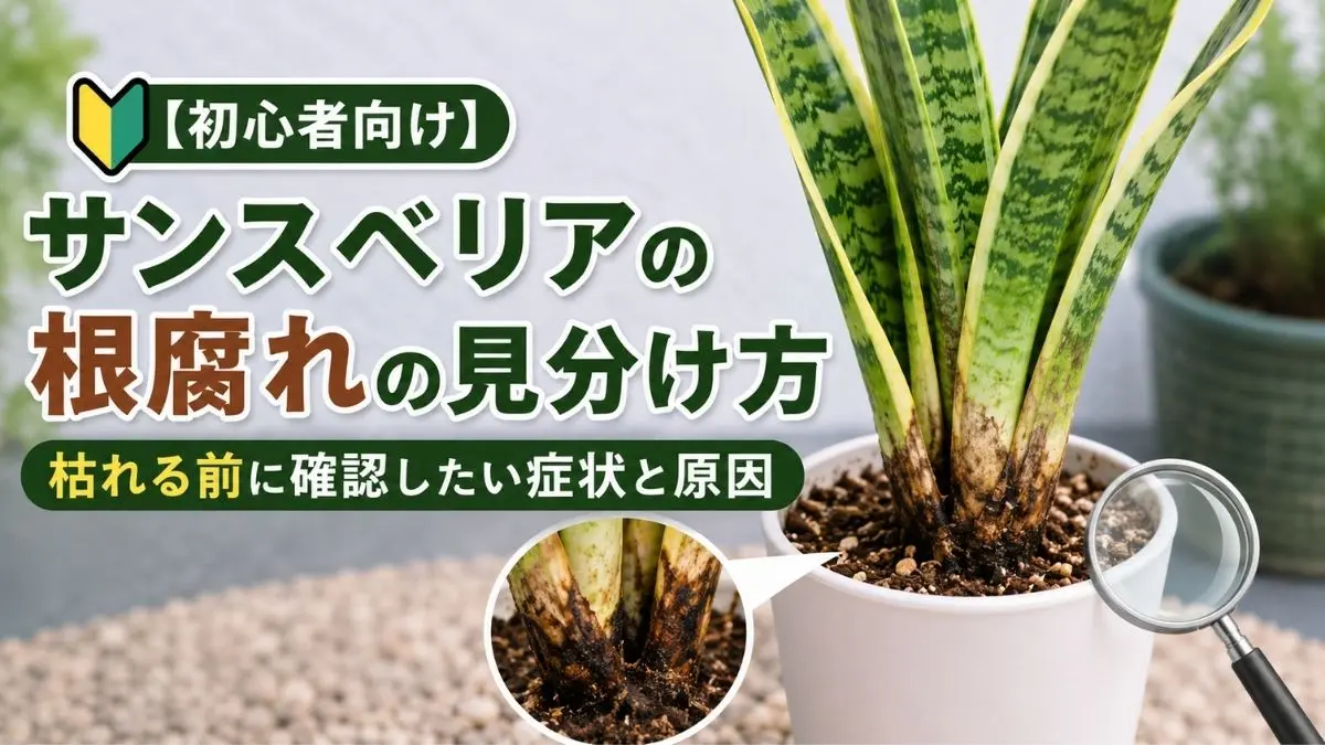 サンスベリアの根腐れ症状を解説したアイキャッチ画像｜黒い根元や枯れる前のサインを確認している様子