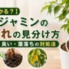 ベンジャミンの根腐れ症状を解説したアイキャッチ画像｜黒い根・異臭・葉落ちの見分け方と対処法