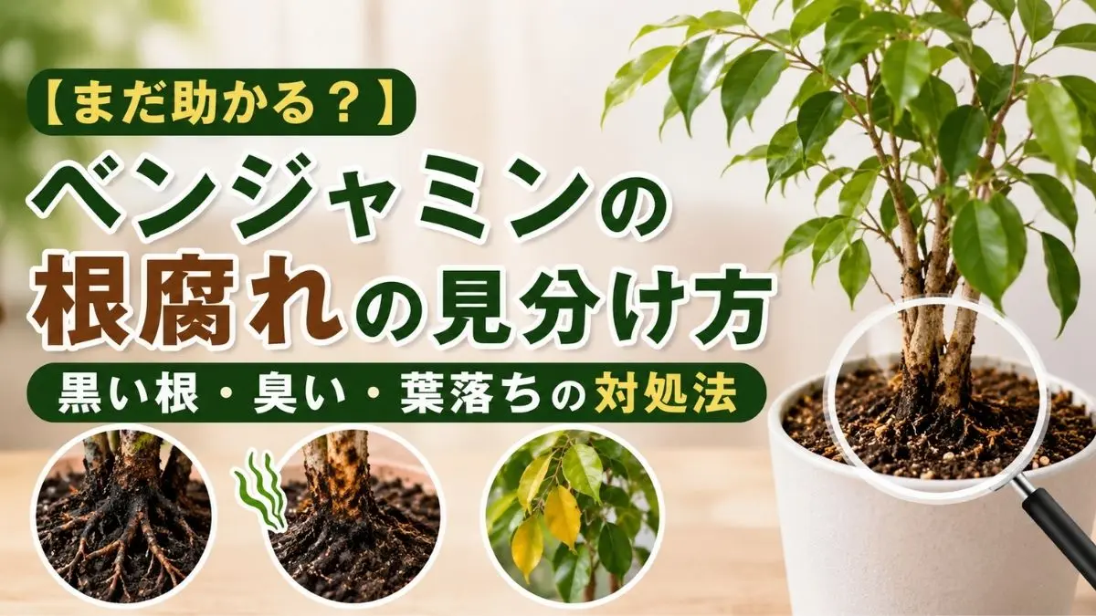 ベンジャミンの根腐れ症状を解説したアイキャッチ画像｜黒い根・異臭・葉落ちの見分け方と対処法