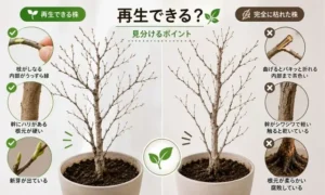ベンジャミンは再生できる?枯れた株と完全に枯死した株の見分け方を比較した画像