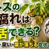 ポトスの黒い根や黄色い葉を比較しながら、根腐れの見分け方と復活できる症状を解説するアイキャッチ画像