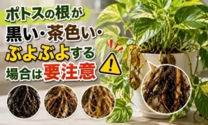 ポトスの根が黒い・茶色い・ぶよぶよする根腐れ症状を比較しているアイキャッチ画像