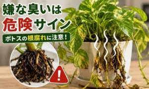 ポトスの土や根元から嫌な臭いがする根腐れ症状を解説したアイキャッチ画像