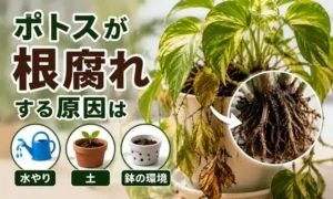 ポトスが根腐れする原因を水やり・土・鉢環境の3つで解説したアイキャッチ画像
