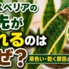 サンスベリアの葉先が茶色く枯れた症状を拡大表示した原因解説用アイキャッチ画像