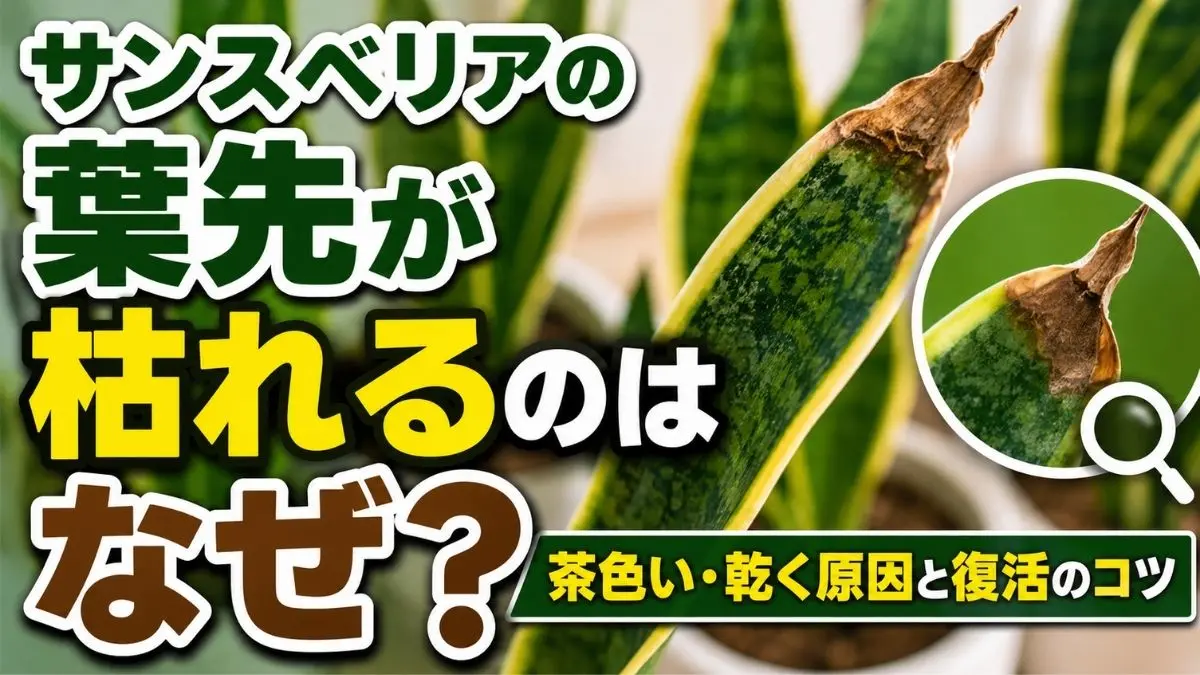 サンスベリアの葉先が茶色く枯れた症状を拡大表示した原因解説用アイキャッチ画像