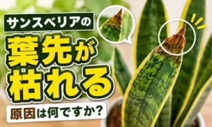 サンスベリアの葉先が茶色く枯れる原因を解説する症状比較用アイキャッチ画像