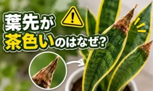 サンスベリアの葉先が茶色く枯れる原因を症状写真付きで解説するアイキャッチ画像