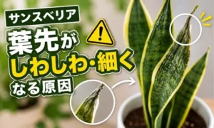 サンスベリアの葉先がしわしわ・細くなる症状と原因を解説するアイキャッチ画像