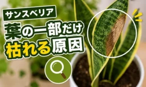 サンスベリアの葉の一部だけ茶色く枯れる症状と原因を解説するアイキャッチ画像