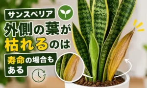 サンスベリアの外側の葉が黄色く枯れる症状と寿命の見分け方を解説するアイキャッチ画像