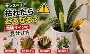 サンスベリアが枯れる時の危険サインと根腐れ症状を比較解説するアイキャッチ画像