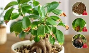 ガジュマルの葉先が茶色く枯れる症状と根腐れ・乾燥の危険サインを比較したイメージ