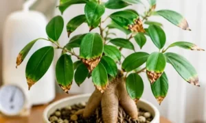 ガジュマルの葉先だけが茶色く枯れる原因と乾燥・水切れの症状イメージ