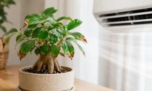 エアコン風で葉先が茶色く乾燥したガジュマルの室内トラブルイメージ