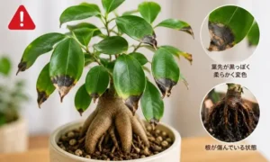 根腐れで葉先が黒く柔らかく変色したガジュマルの危険サイン比較イメージ