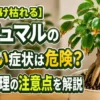 ガジュマルの葉先が茶色く枯れる原因と危険サインを解説するアイキャッチ画像