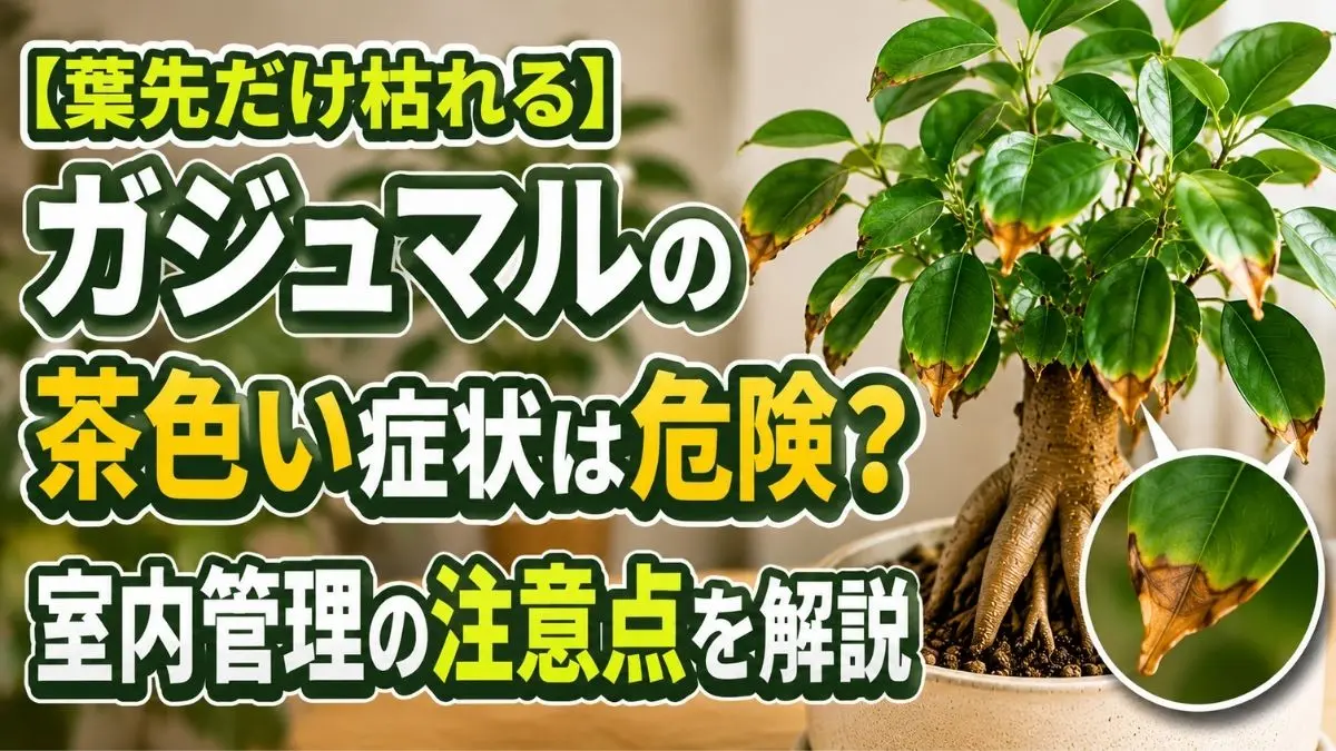 ガジュマルの葉先が茶色く枯れる原因と危険サインを解説するアイキャッチ画像
