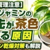 ベンジャミンの葉先が茶色く枯れる原因と、エアコン乾燥による室内ダメージを解説したアイキャッチ画像