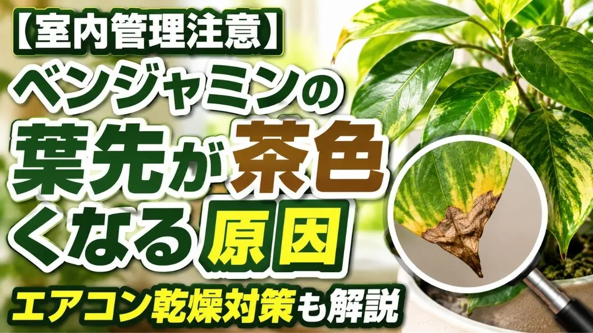 ベンジャミンの葉先が茶色く枯れる原因と、エアコン乾燥による室内ダメージを解説したアイキャッチ画像
