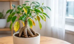 葉が黄色くなり元気をなくしたガジュマルの様子|水の与えすぎや日照不足で葉色が変化した症状