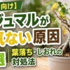 葉が黄色く落ちて元気がないガジュマルの症状イメージ｜葉落ち・しおれの原因と対処法を解説するアイキャッチ画像