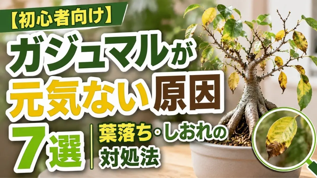 葉が黄色く落ちて元気がないガジュマルの症状イメージ｜葉落ち・しおれの原因と対処法を解説するアイキャッチ画像