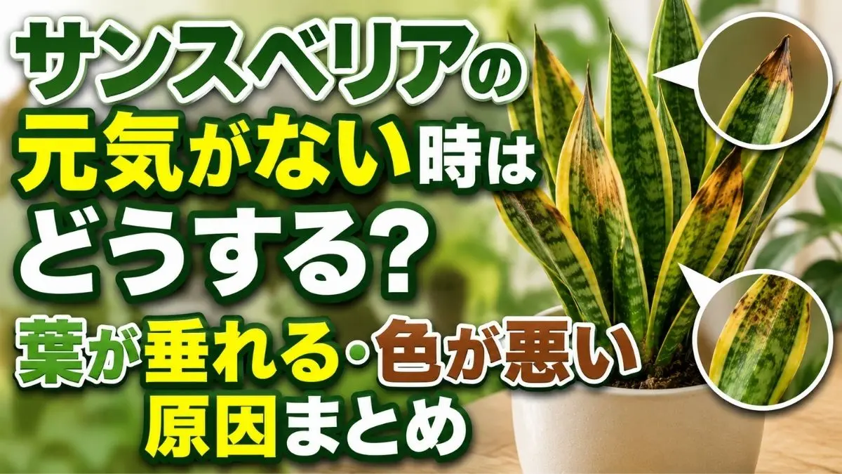 元気がないサンスベリアの症状をまとめたアイキャッチ画像｜葉が垂れる・色が悪い原因と対処法を解説