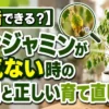 元気がなく葉が垂れたベンジャミンの復活方法を解説するアイキャッチ画像｜葉落ちや黄色い葉の原因チェック