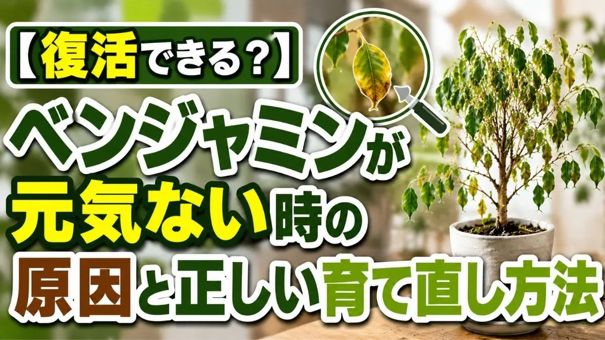 元気がなく葉が垂れたベンジャミンの復活方法を解説するアイキャッチ画像｜葉落ちや黄色い葉の原因チェック