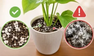 観葉植物の土にできた白カビと白いつぶつぶの違いを比較した画像