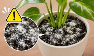 観葉植物の土に広がる白いふわふわカビを拡大して比較した画像