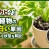 観葉植物の土に白カビが広がる原因と放置NGな状態を解説したアイキャッチ画像