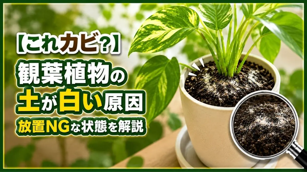 観葉植物の土に白カビが広がる原因と放置NGな状態を解説したアイキャッチ画像