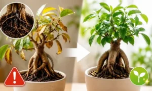 根腐れで葉が黄色くなったガジュマルと、植え替え後に復活した健康なガジュマルを比較したイメージ画像