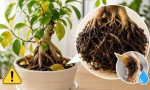 葉が黄色くなったガジュマルと黒く腐った根を比較した根腐れ初期症状のイメージ画像