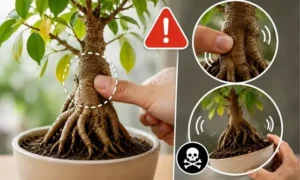 幹がブヨブヨしたガジュマルを指で押して確認している根腐れ危険サインのイメージ画像