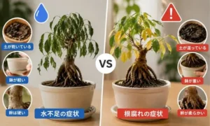 ガジュマルの水不足と根腐れの違いを比較した症状チェック画像