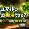 ガジュマルの根腐れから復活する方法や助かる症状・植え替え対策を解説したアイキャッチ画像